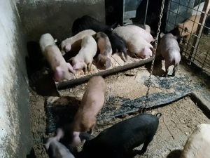 purcei și șoldani - imagine 2