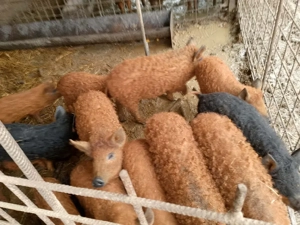 purcei și șoldani - imagine 3