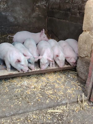 Purcei 6 săptămâni 