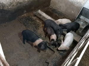 purcei și șoldani - imagine 4