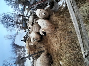 Oi de vanzare - imagine 2