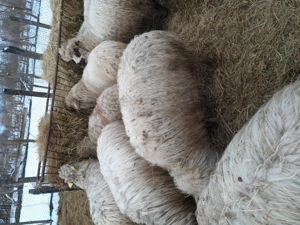 Oi de vanzare - imagine 4