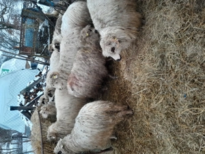 Oi de vanzare - imagine 3