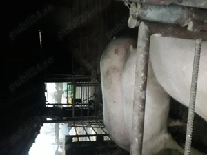 Vând porc de carne marele alb  - imagine 2