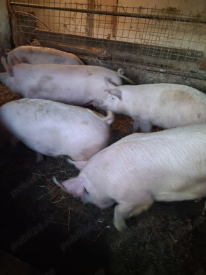 Vand porci 130- 160 kg Arad - imagine 2