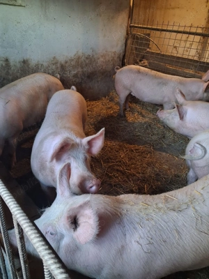 Vand porci 130- 160 kg Arad - imagine 3