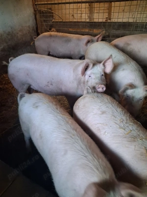 Vand porci 130- 160 kg Arad - imagine 4