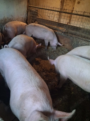 Vand porci 130- 160 kg Arad