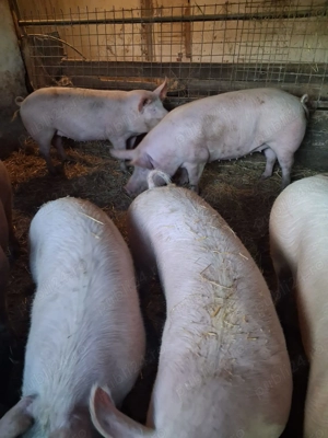 Vand porci 130- 160 kg Arad - imagine 5