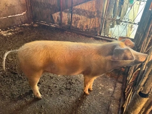 vand porci  - imagine 3