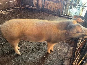 vand porci  - imagine 2