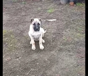 Kangal turcesc original