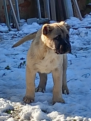 Kangal turcesc original - imagine 2