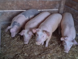 vând soldani Rasa de calitate Marele Alb  medie 50 kg