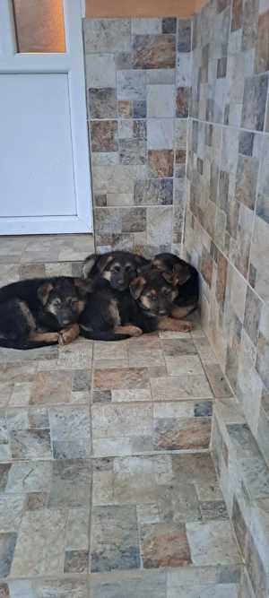 Căței ciobanesc german - imagine 3