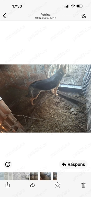 Câine lup ciobănesc german 