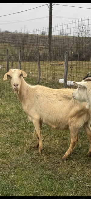 Capre tinere - imagine 5