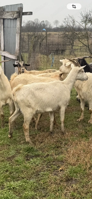 Capre tinere - imagine 2