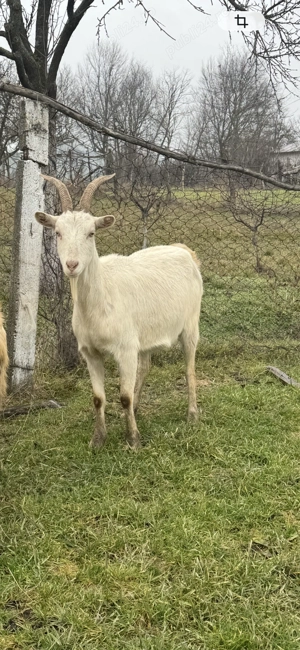 Capra sannen - imagine 3