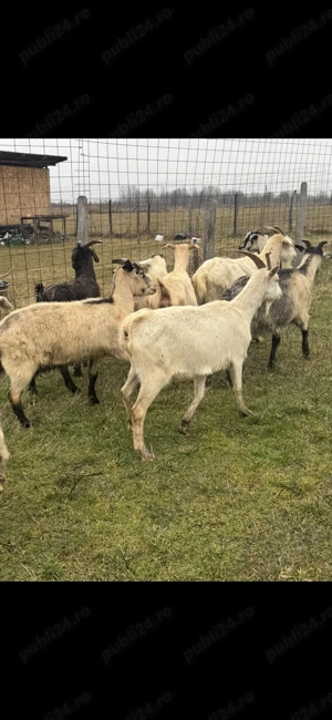 Capre tinere - imagine 4