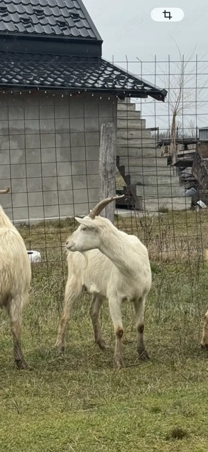 Capra sannen - imagine 2