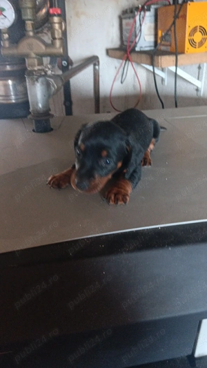 vand un cățeluși  teckel 