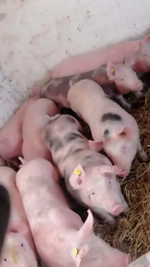 Șoldani rasa Marele Alb cu Petran 