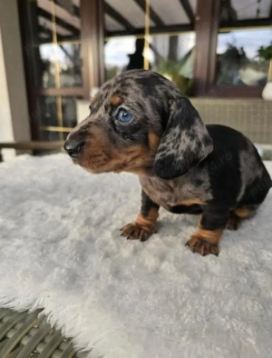 Catei teckel  - imagine 2