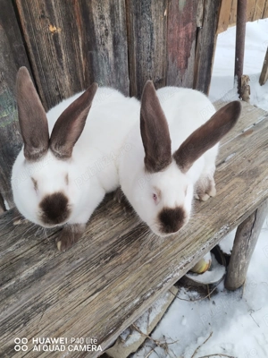 Femele urias de Transilvania si fluture German 