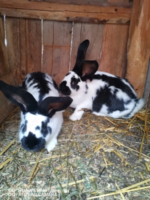 Femele urias de Transilvania si fluture German  - imagine 3