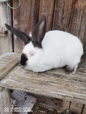 Femele urias de Transilvania si fluture German  - imagine 4