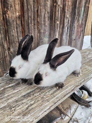 Femele urias de Transilvania si fluture German  - imagine 2