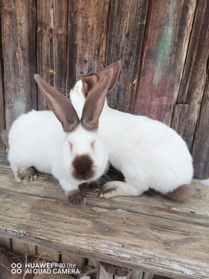 Femele urias de Transilvania si fluture German  - imagine 5