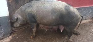 scroafă cu purcei  - imagine 2
