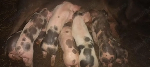 scroafă cu purcei  - imagine 4