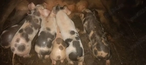 scroafă cu purcei  - imagine 3