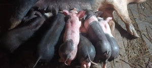 grasuna cu purcei  - imagine 3