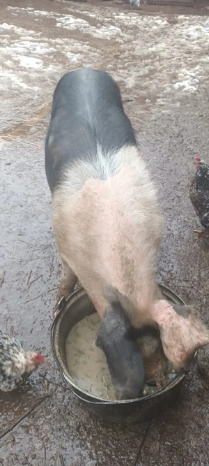 grasuna cu purcei  - imagine 4