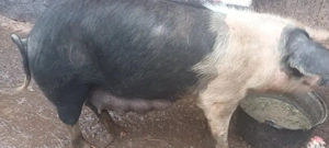 grasuna cu purcei  - imagine 2