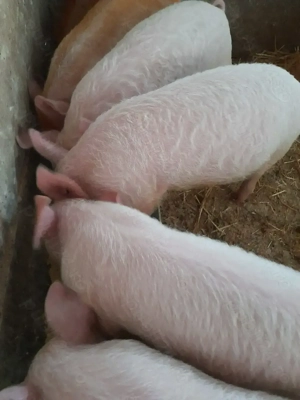 purcei 10 săptămâni 310 lei - imagine 3