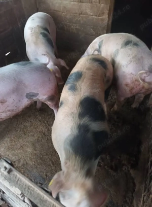 porci din rasa pietran - imagine 2