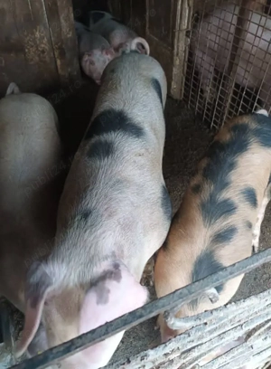 porci din rasa pietran - imagine 3