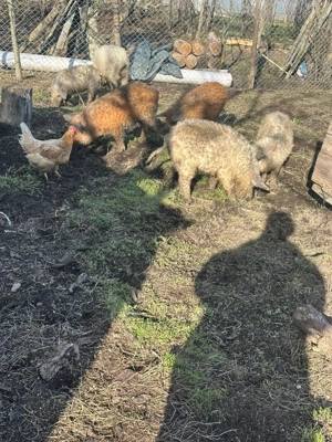 mangalita  - imagine 4