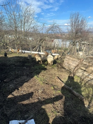 mangalita  - imagine 2