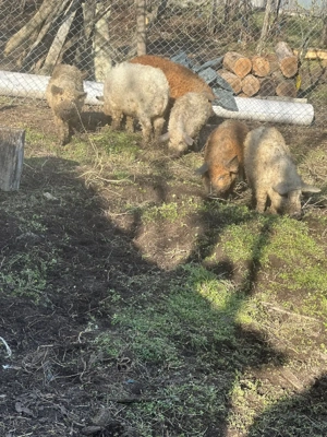 mangalita  - imagine 3