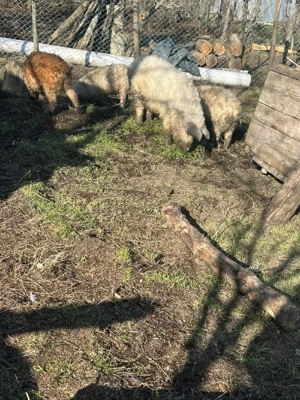 mangalita  - imagine 5