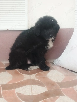 Ciobanesc corb puisori  - imagine 2