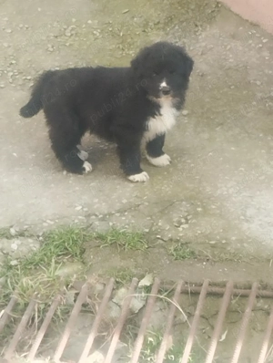 Ciobanesc corb puisori  - imagine 3