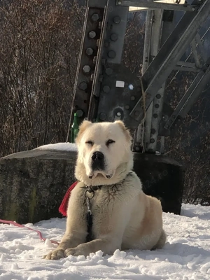 Mascul de Asia centrala 