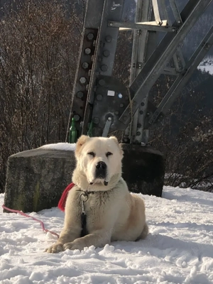 Mascul de Asia centrala  - imagine 2